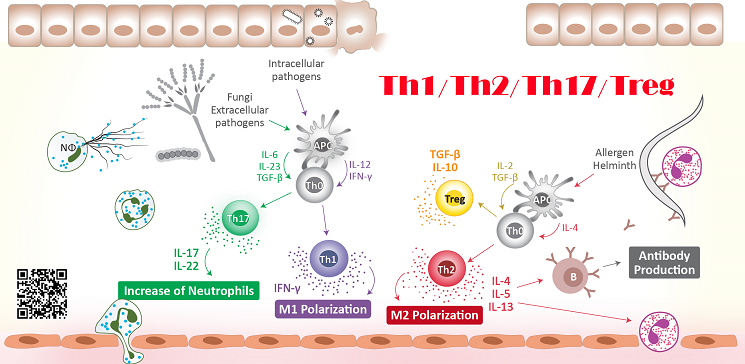 Examining Th1 Th2 Th17 Treg Cytokines By Multiplex Elisa Kit News Company Arigo 5827